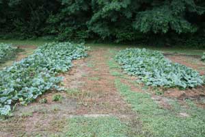 Spotty weed control