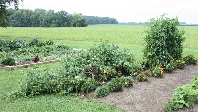 Tomato cages down