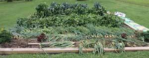 Onions