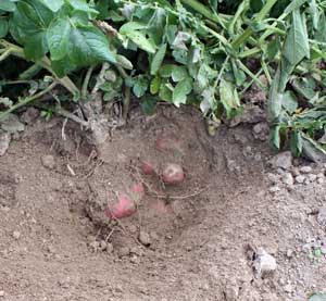 Potato plant