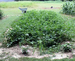Potato rows