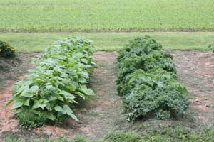 Green beans and kale