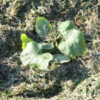 Mulched squash