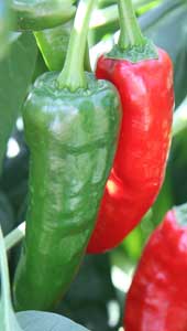 Paprika peppers growing