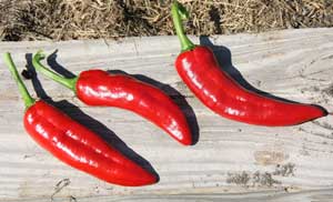 Paprika peppers