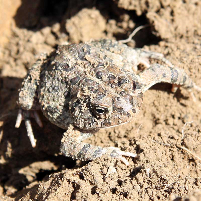 Toad