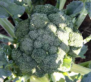 broccoli