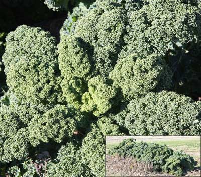Kale on December 1