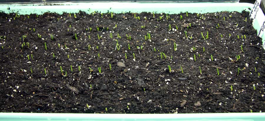 Onions germinating