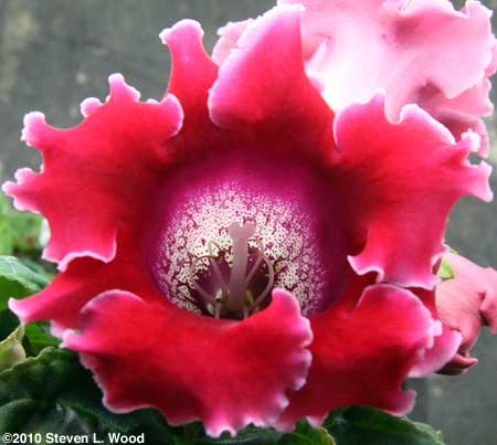 Gloxinia bloom