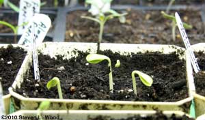 Melons emerging