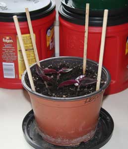 Chopsticks in pot