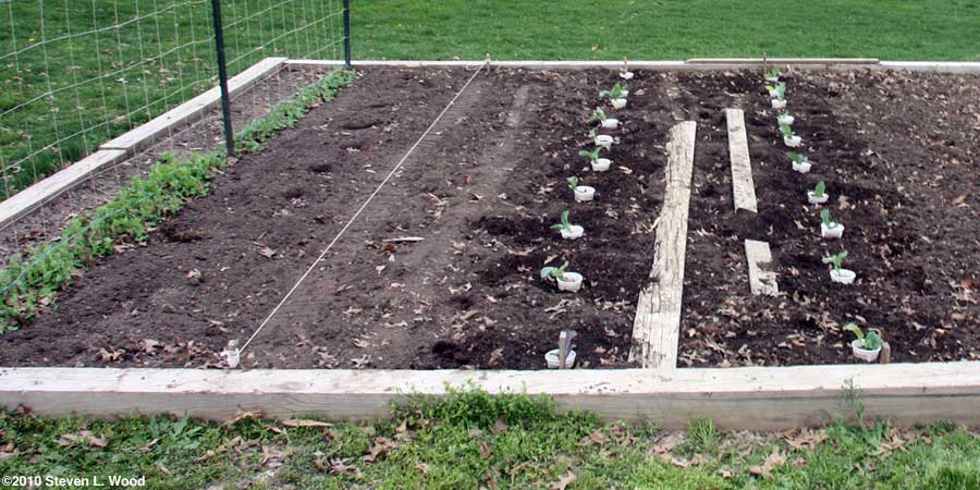Brassicas
