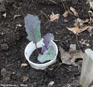 Red cabbage