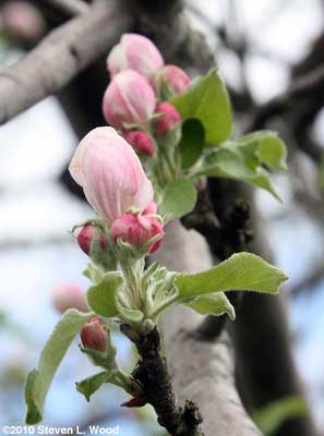 Apple Blossoms