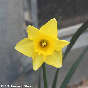 Daffodil
