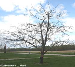 Sad apple tree