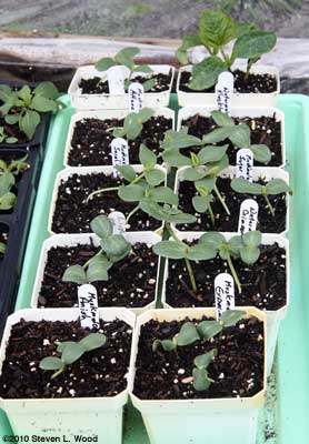 Melon transplants