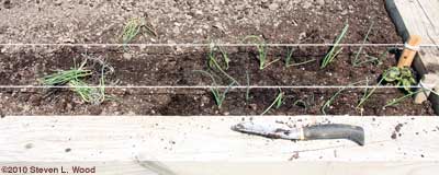 Planting onions