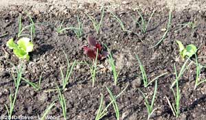 Red romaine lettuce and onions