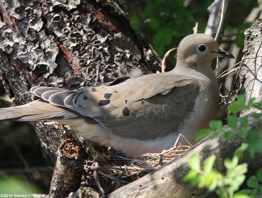 Mourning dove