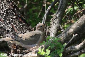 Mourning dove