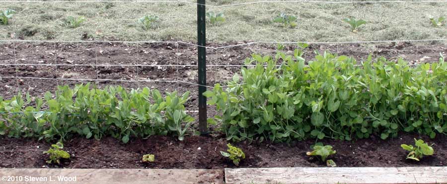 Geraniums and peas