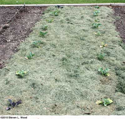Brassicas mulched in