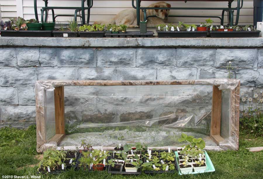 Plants on porch