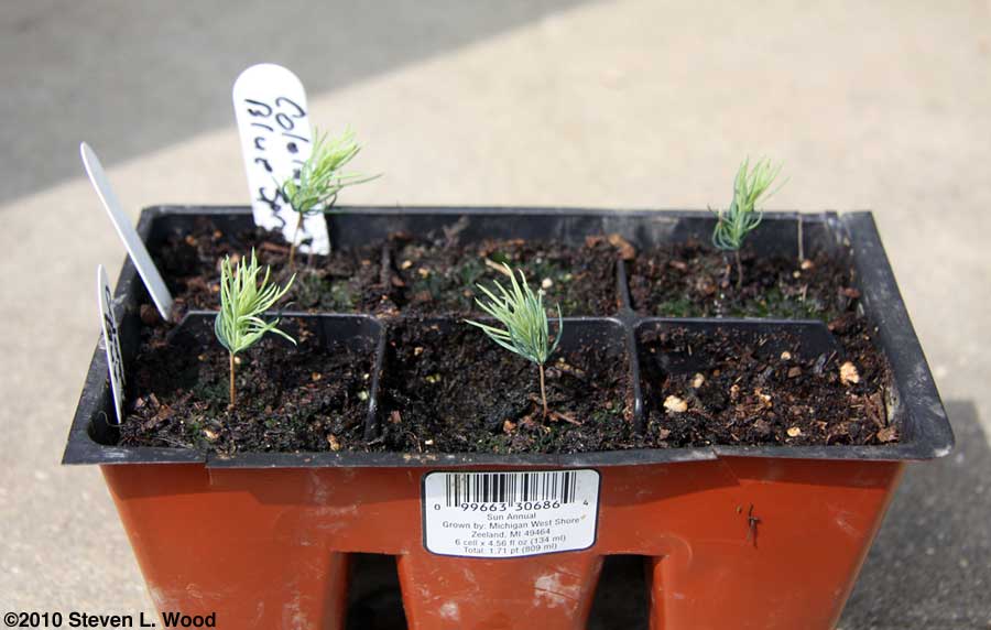 Colorado Blue Spruce