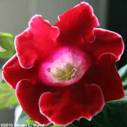 Velvety red gloxinia
