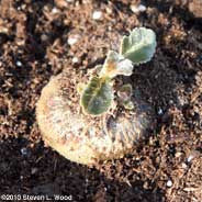 Breaking dormancy