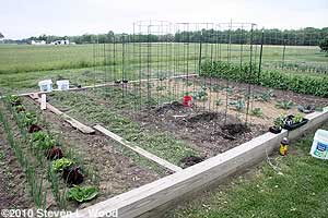 Pepper & tomato cages