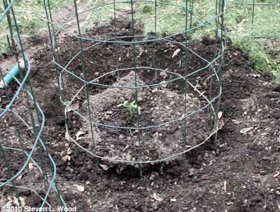 Digging in tomato cages