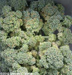 Overripe broccoli