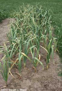 Garlic plants