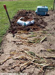 Garlic bed