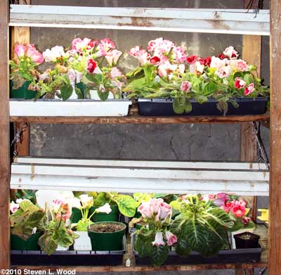 Gloxinias on plantrack