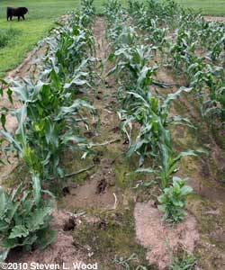 Deer tracks in corn
