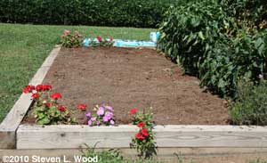 Future brassica patch