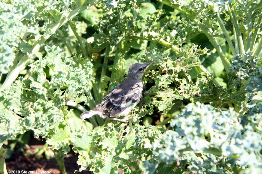 Baby mockingbird