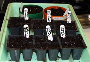 Lettuce and gloxinia starts