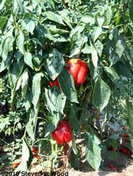 Red Knight peppers