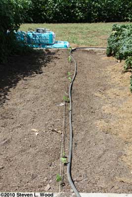 Green bean row