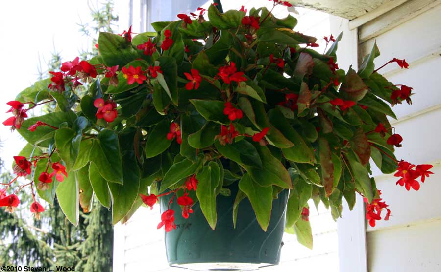 Red begonia