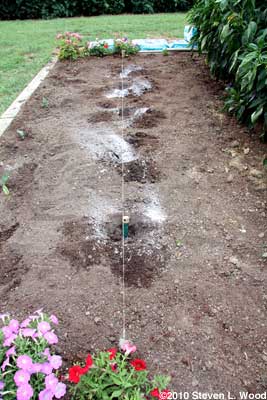 Planting fall brassicas