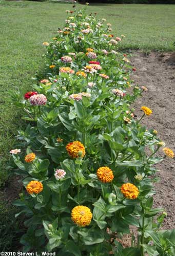 Zinnias