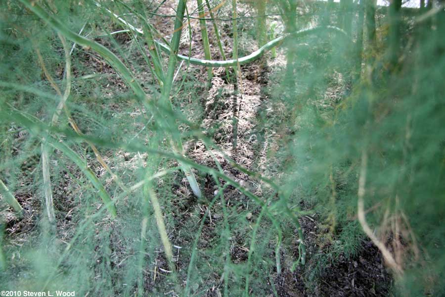 Asparagus stalks and foliage