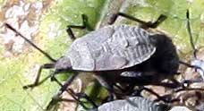 Squash bug