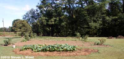 East Garden - 9/3/2010